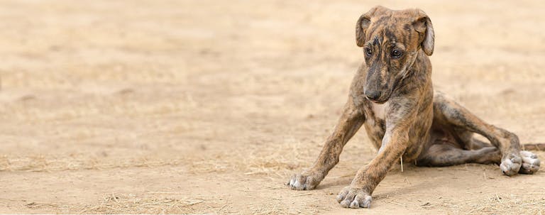 How to Train a Greyhound to Do Easy Dog Tricks